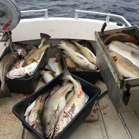 Hammerstad Camping Svolvær Dış mekan fotoğraf
